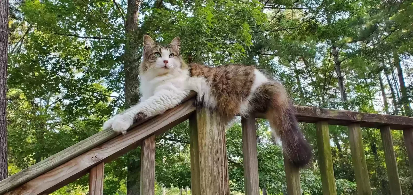 Lost cat in Fairhope, AL, 36532