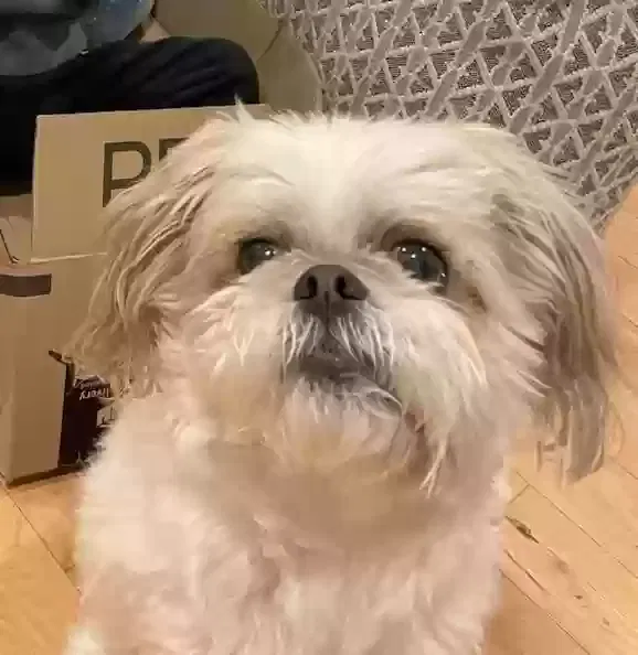 Lost dog in Milpitas, CA, 95035