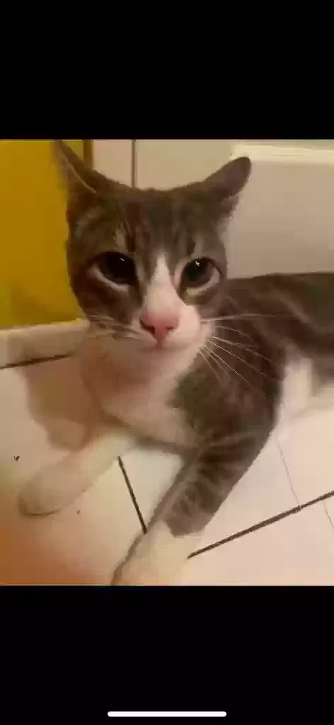 Lost cat in Unknown, CA, 92608