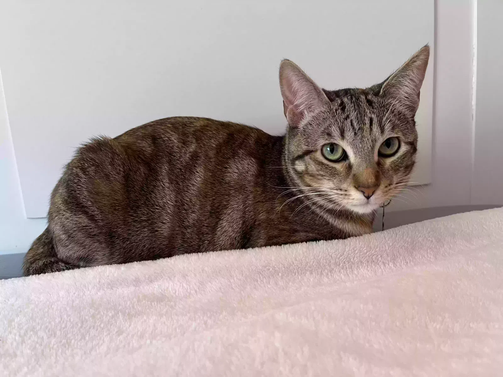 Lost cat in Tucson, AZ, 85757