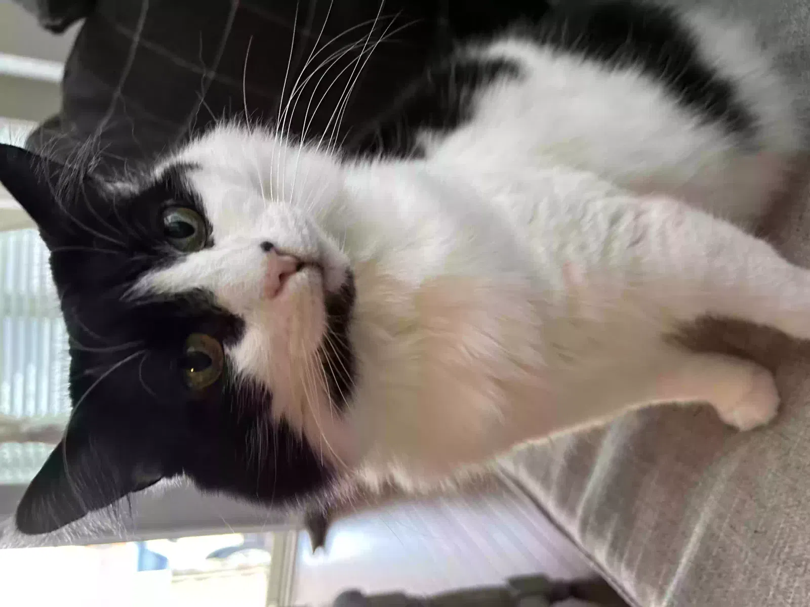 Lost cat in Kennett Square, PA, 19348