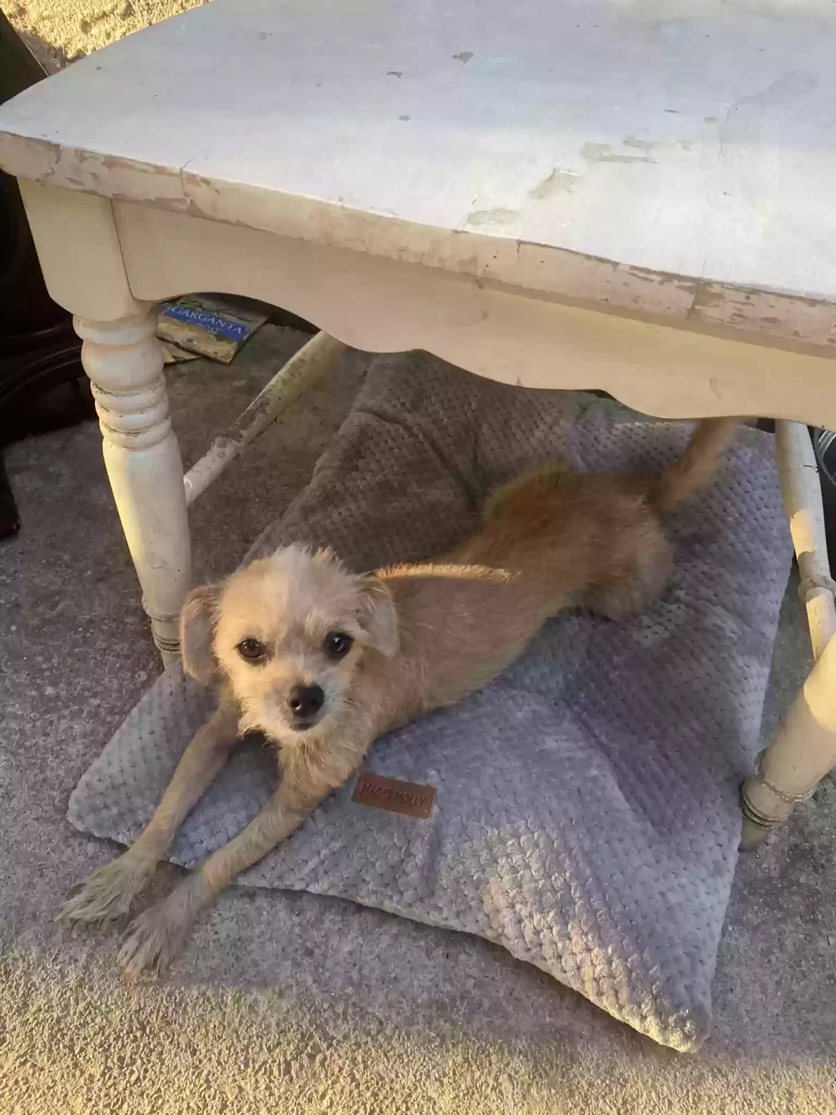 Lost dog in La Habra, CA, 90631