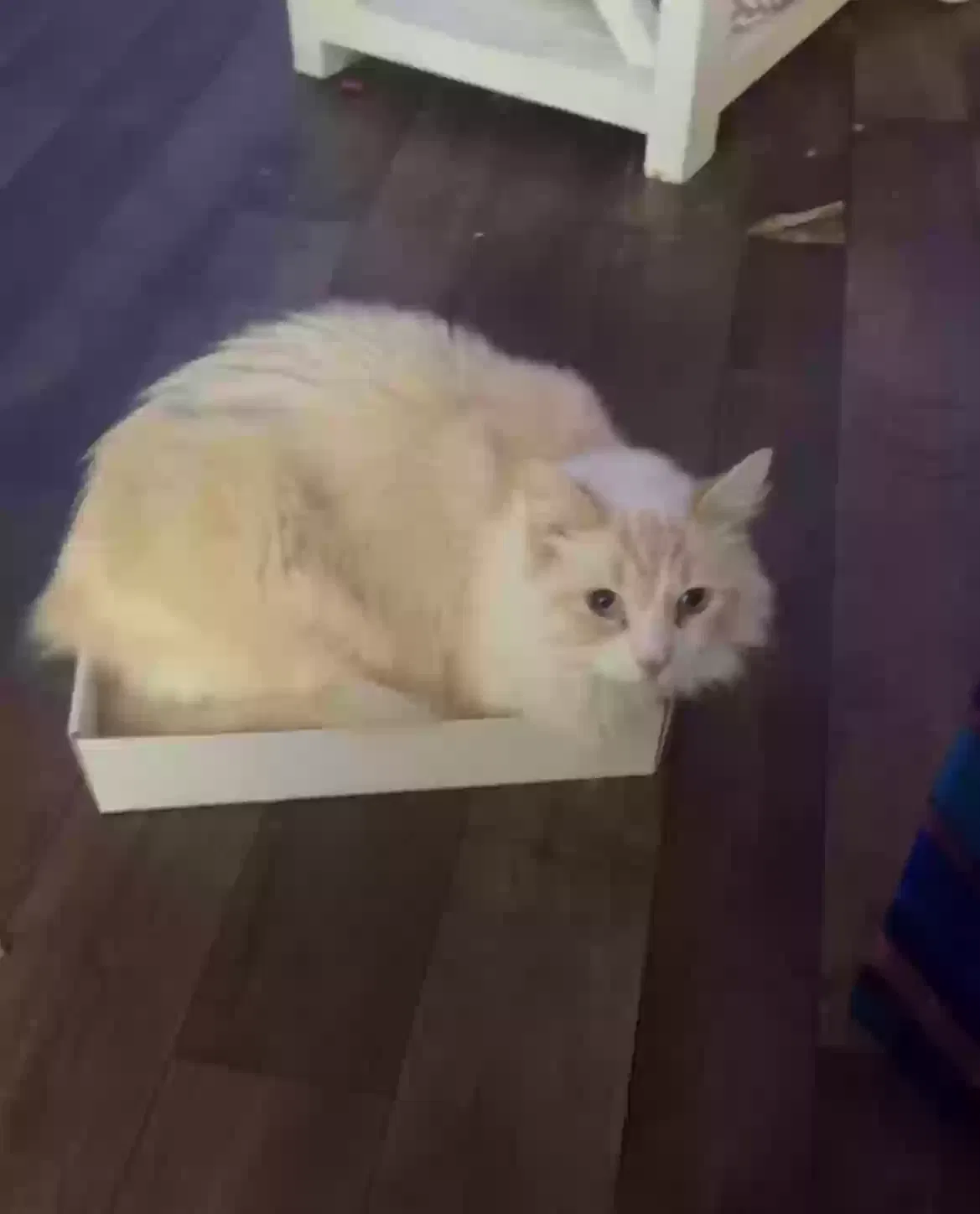 Lost cat in Jacksonville, FL, 32205