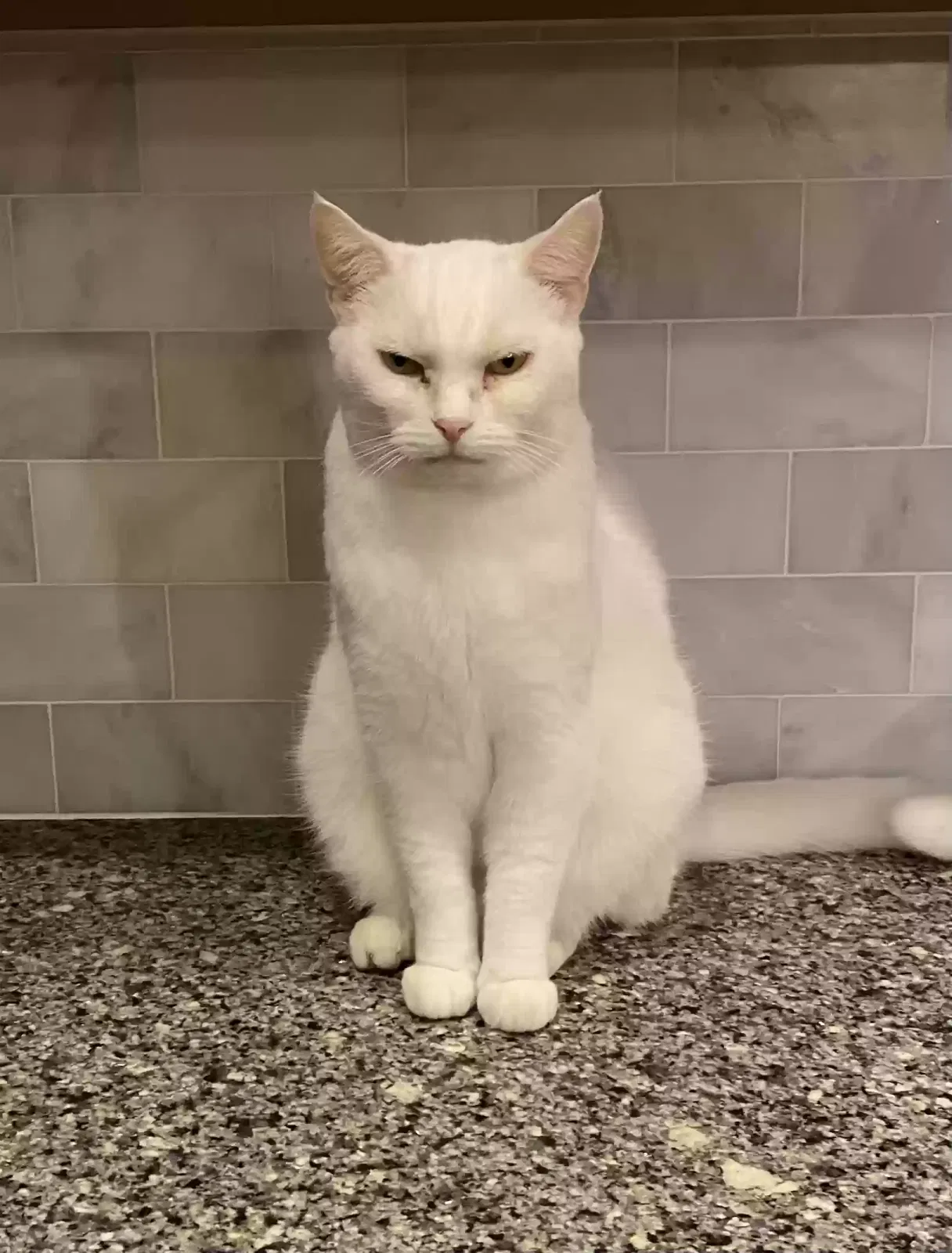 Lost cat in Arlington Heights, IL, 60005