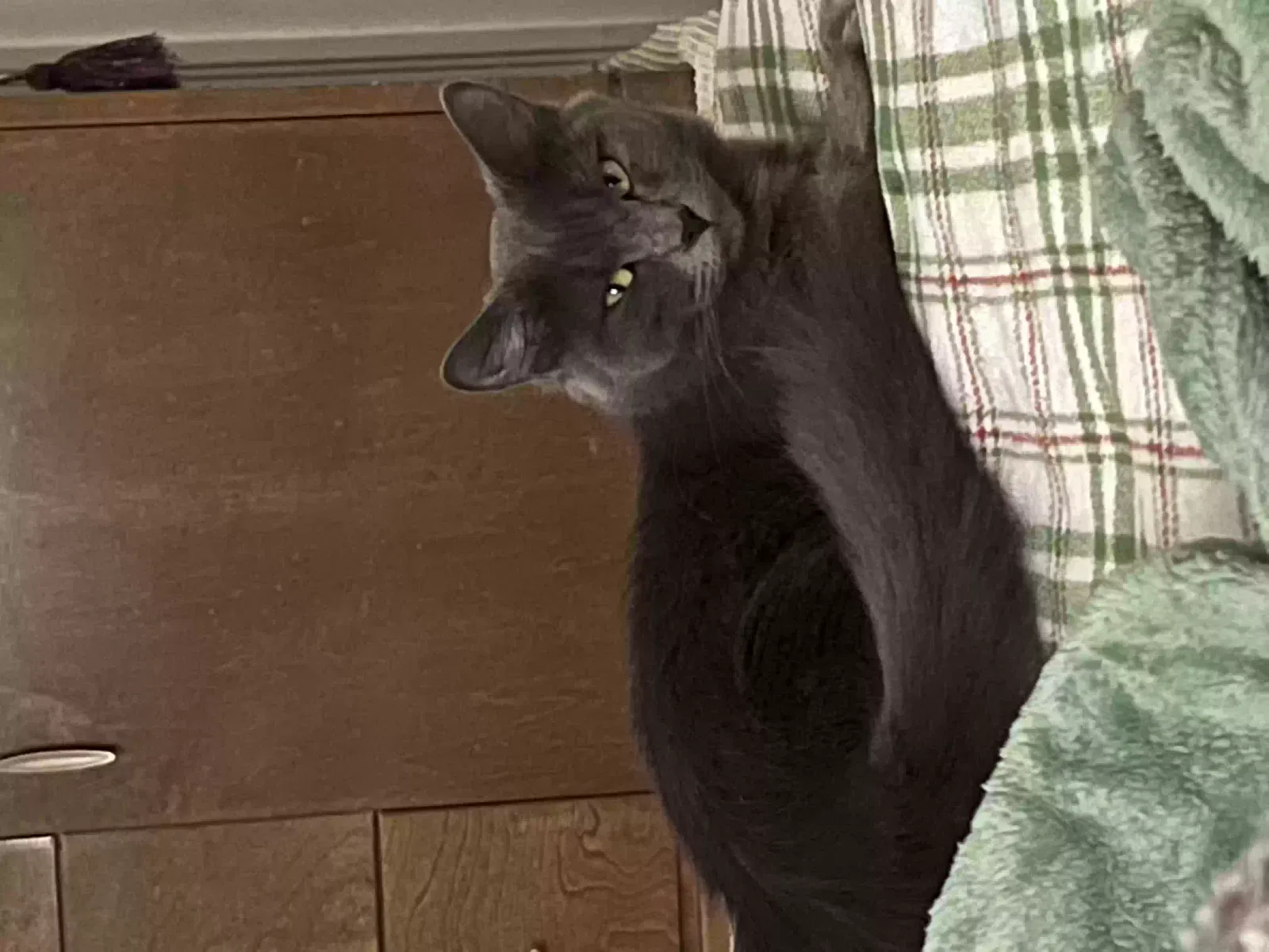 Lost cat in Los Angeles, CA, 90004