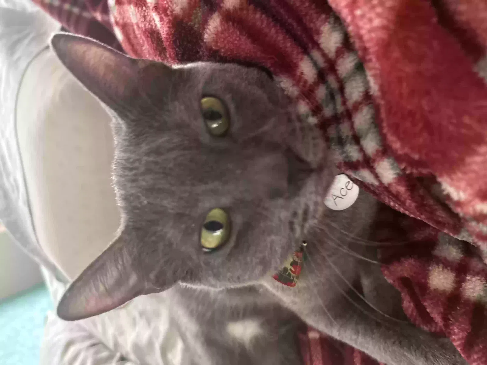 Lost cat in San Antonio, TX, 78249