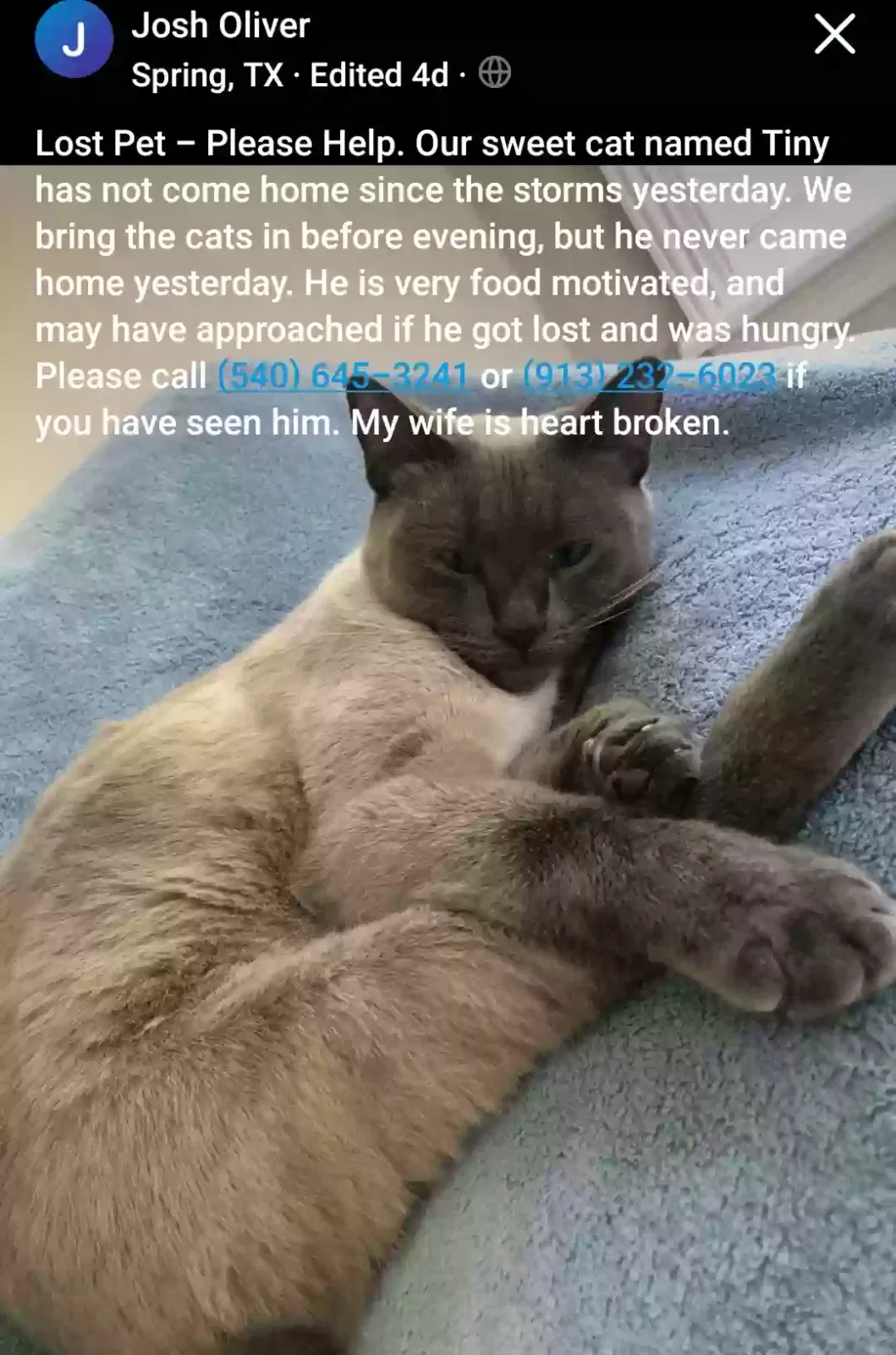 Lost cat in Spring, TX, 77386