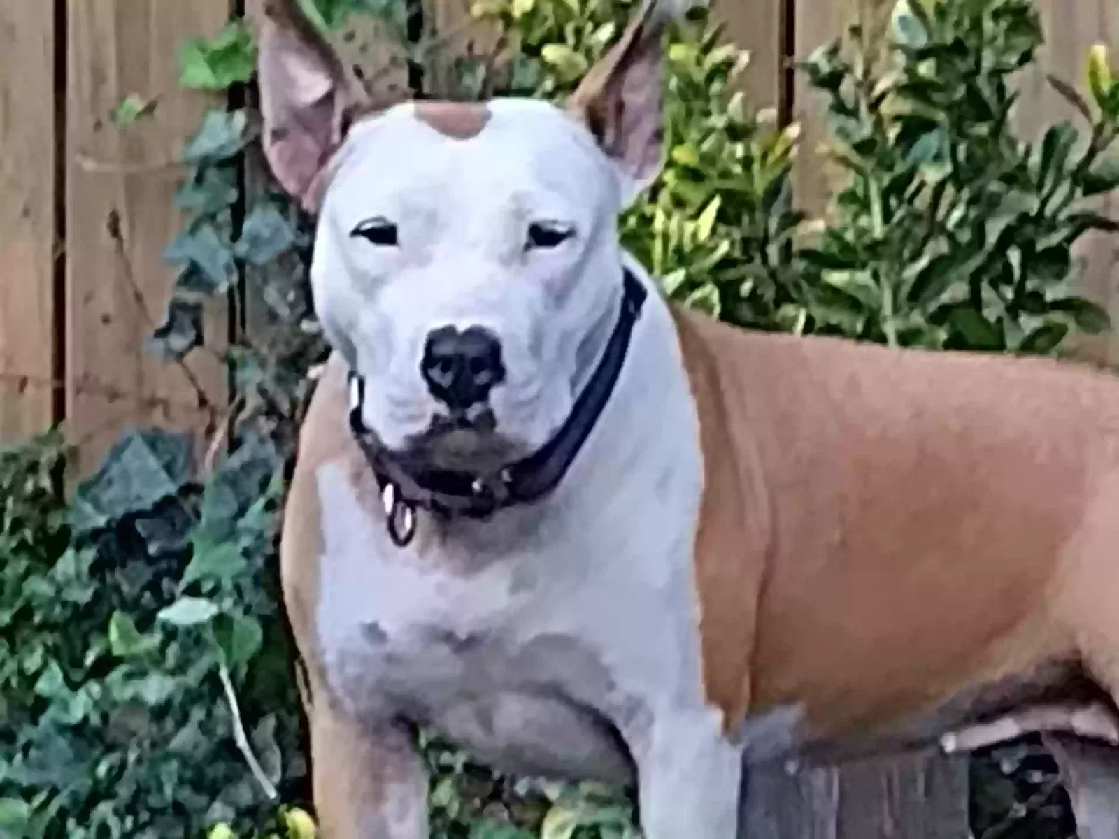Lost dog in Travelers Rest, SC, 29690