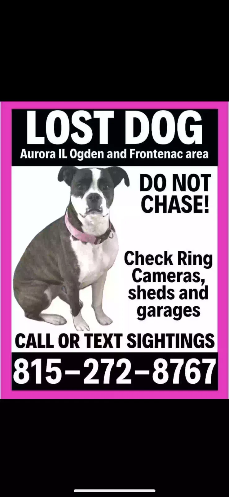 Lost dog in Aurora, IL, 60504