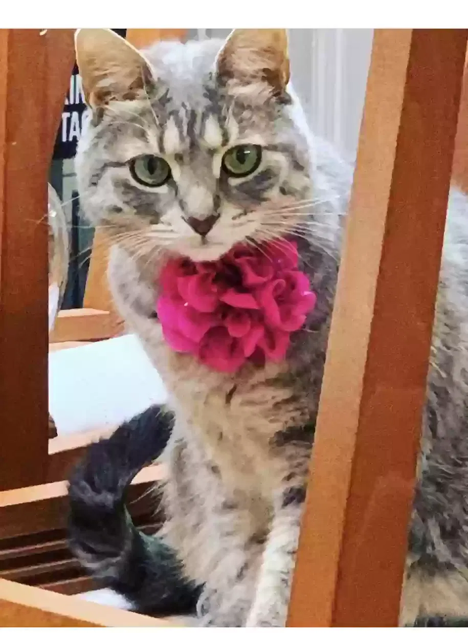 Lost cat in Miami, FL, 33134