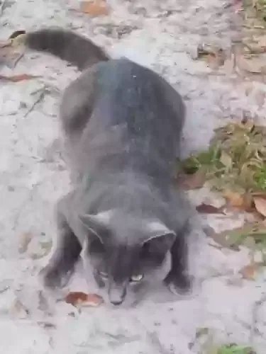 Lost cat in Englewood, FL, 34224