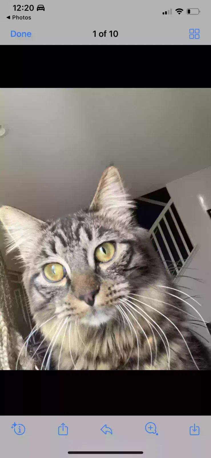 Lost cat in Menifee, CA, 92584