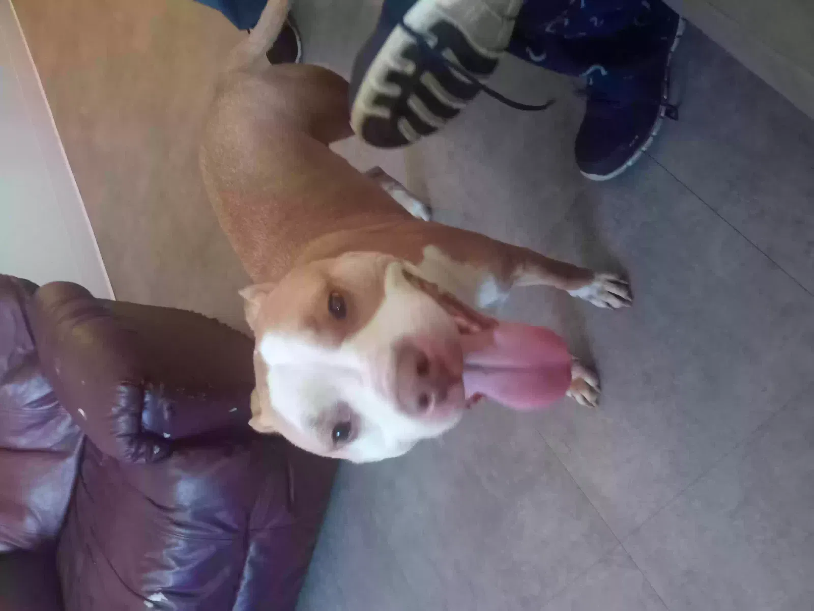 Lost dog in Terre Haute, IN, 47805