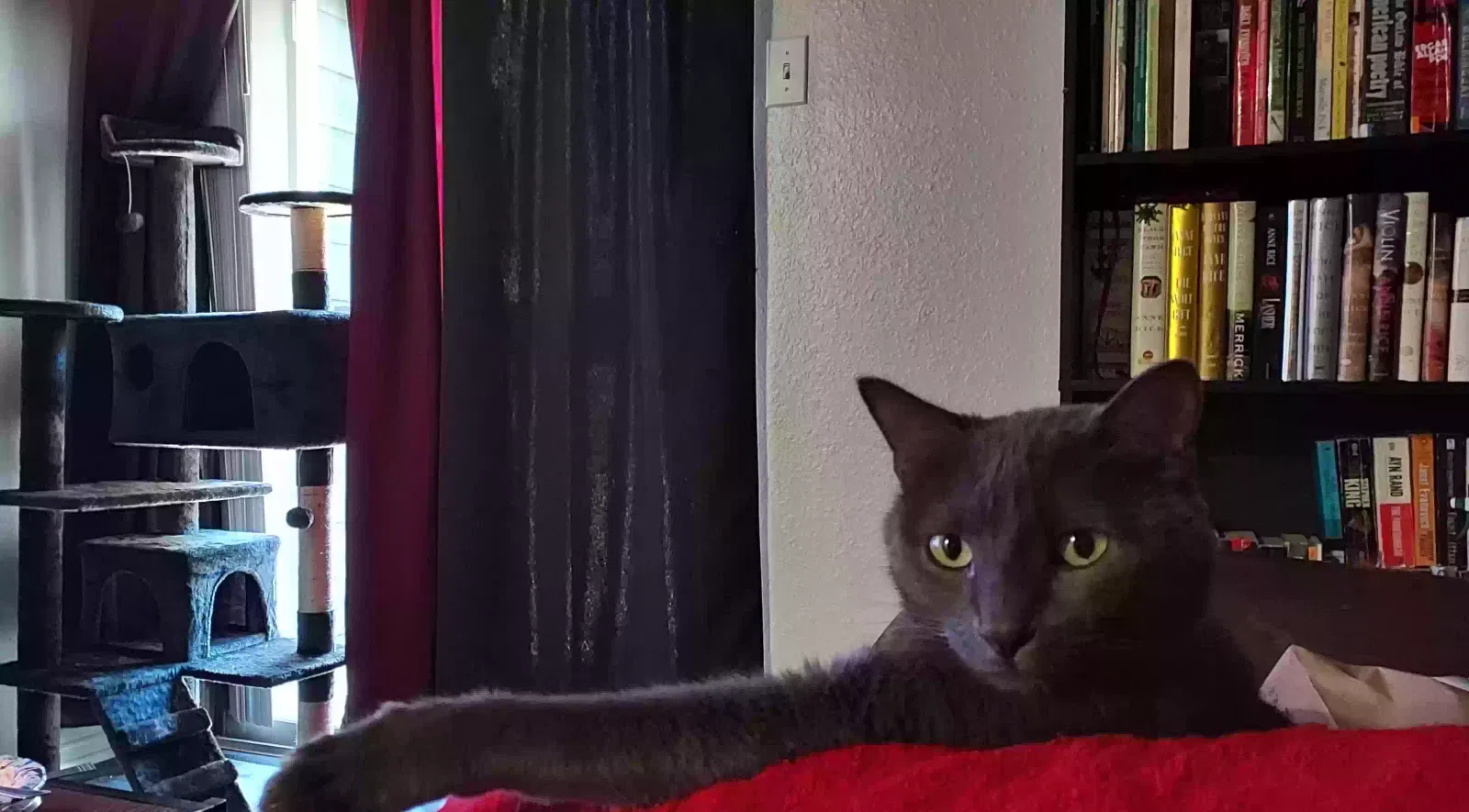 Lost cat in San Antonio, TX, 78232