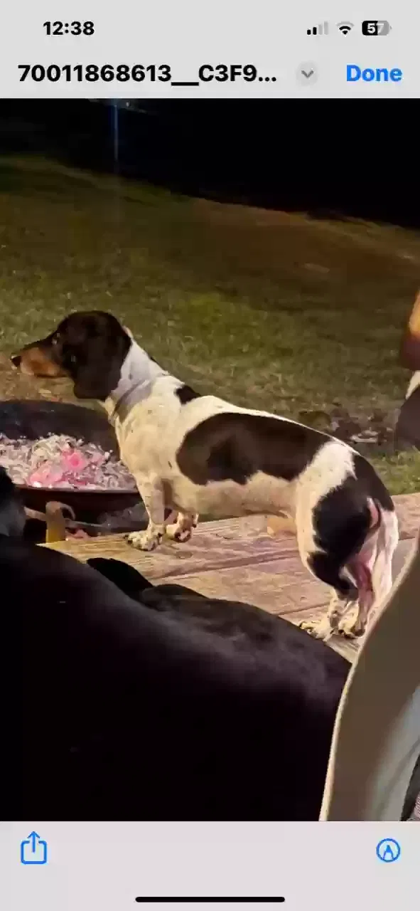 Lost dog in Mendenhall, MS, 39114