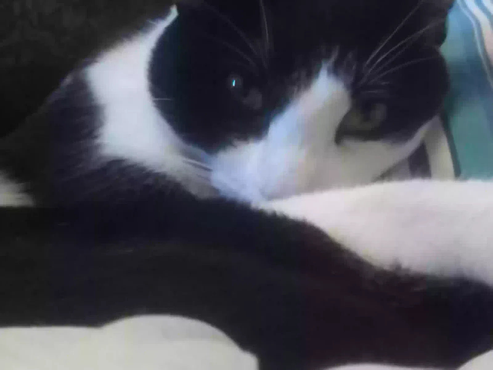 Lost cat in Riverside, CA, 92506