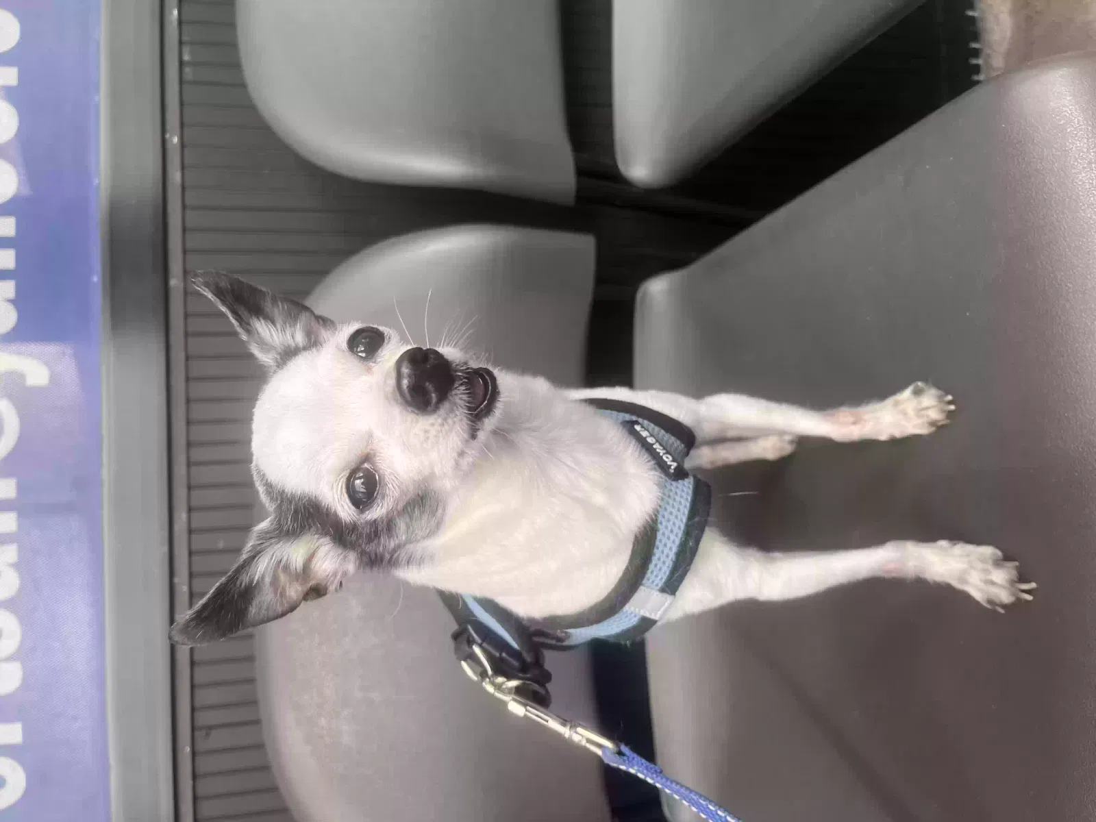 Found dog in Queens Village, NY, 11427