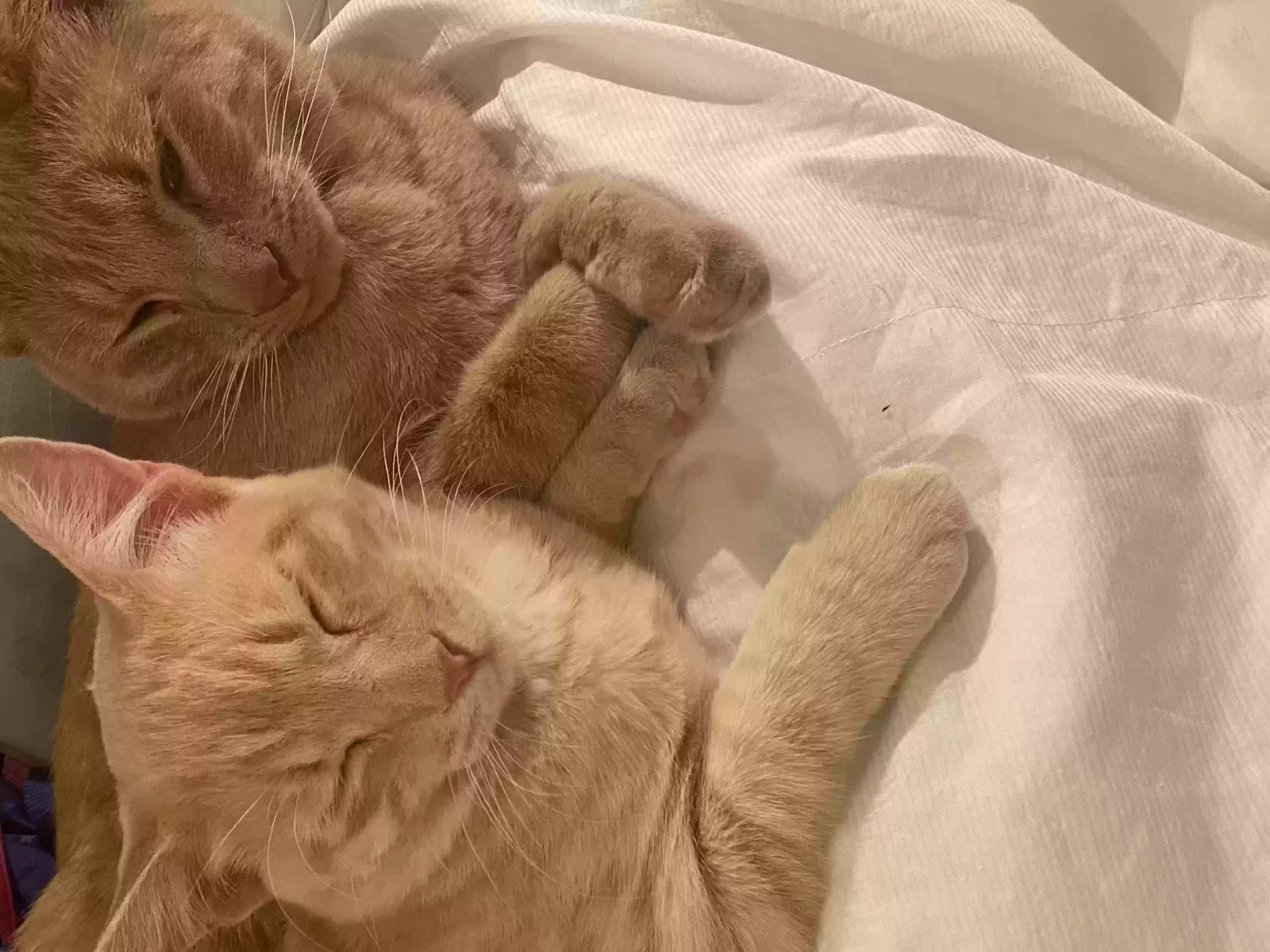 Lost cat in Draper, UT, 84020