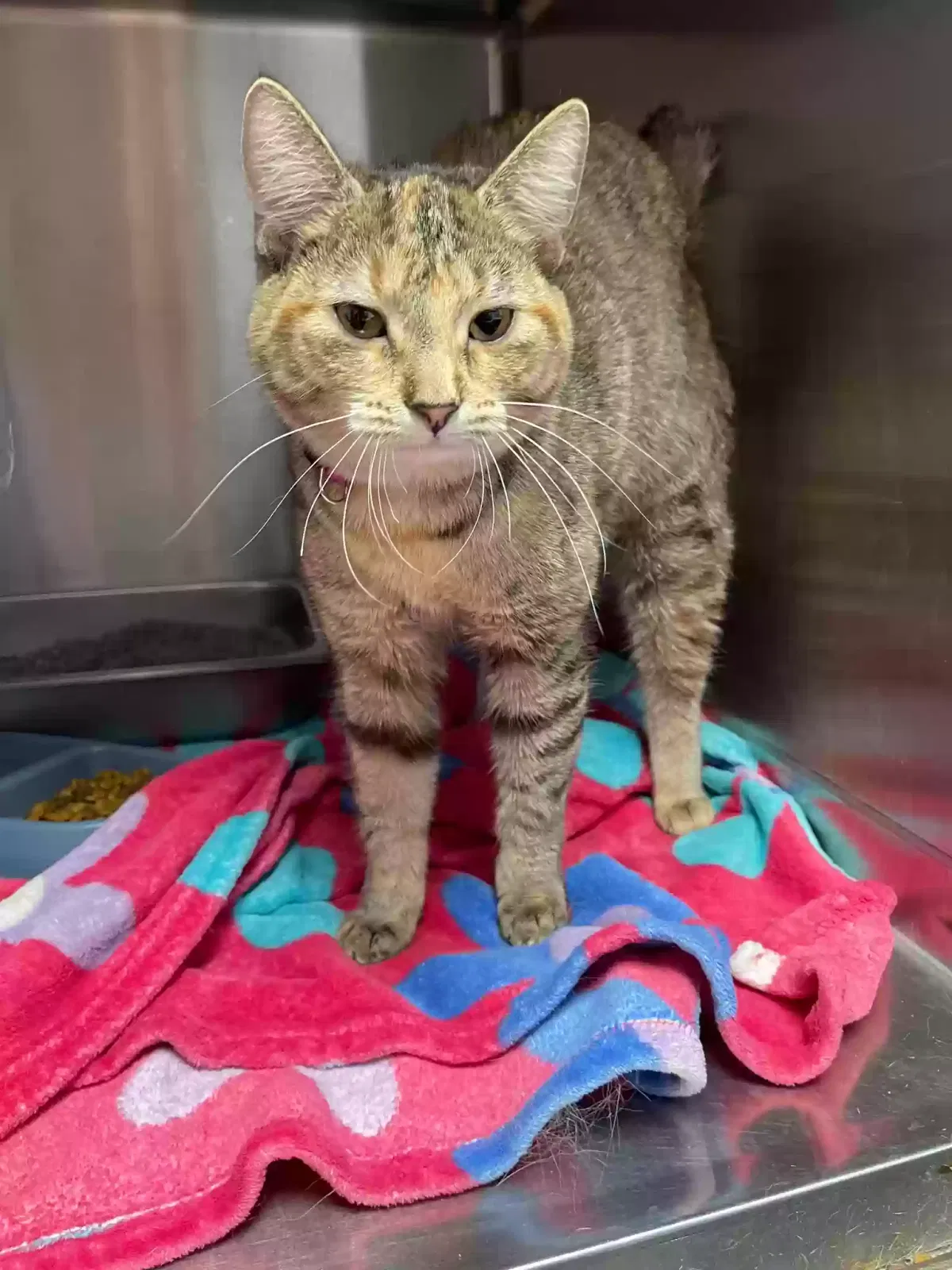 Lost cat in Racine, WI, 53406