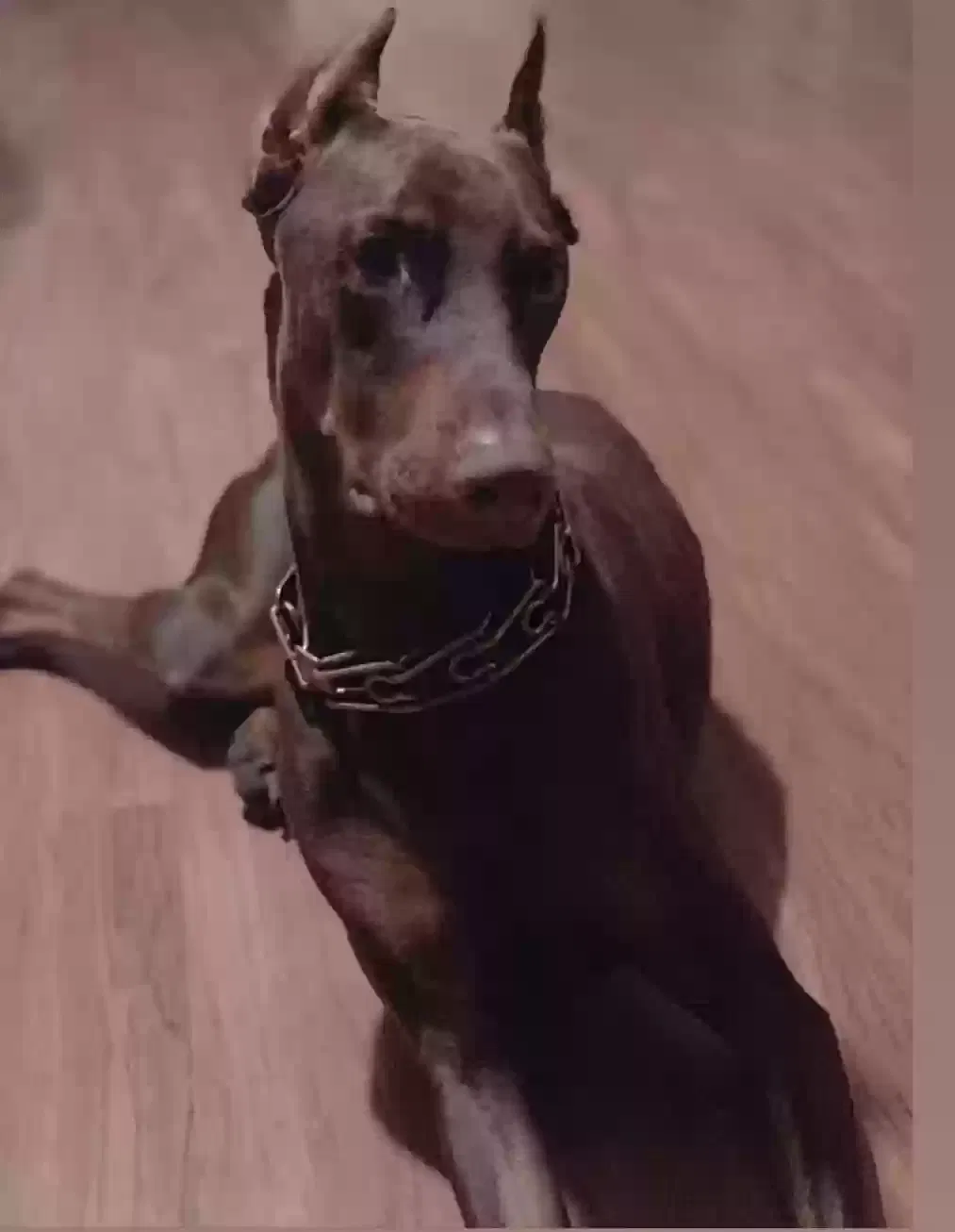Lost dog in Chicago, IL, 60639