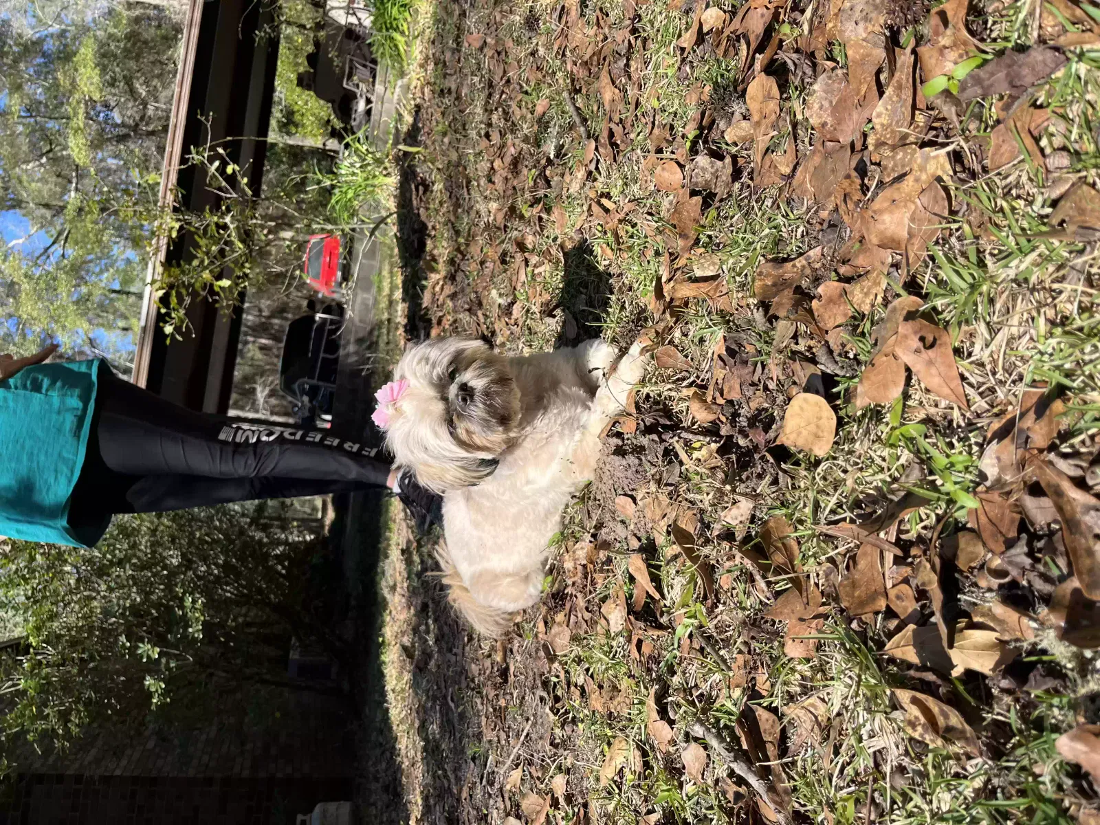 Lost dog in Gainesville, FL, 32653
