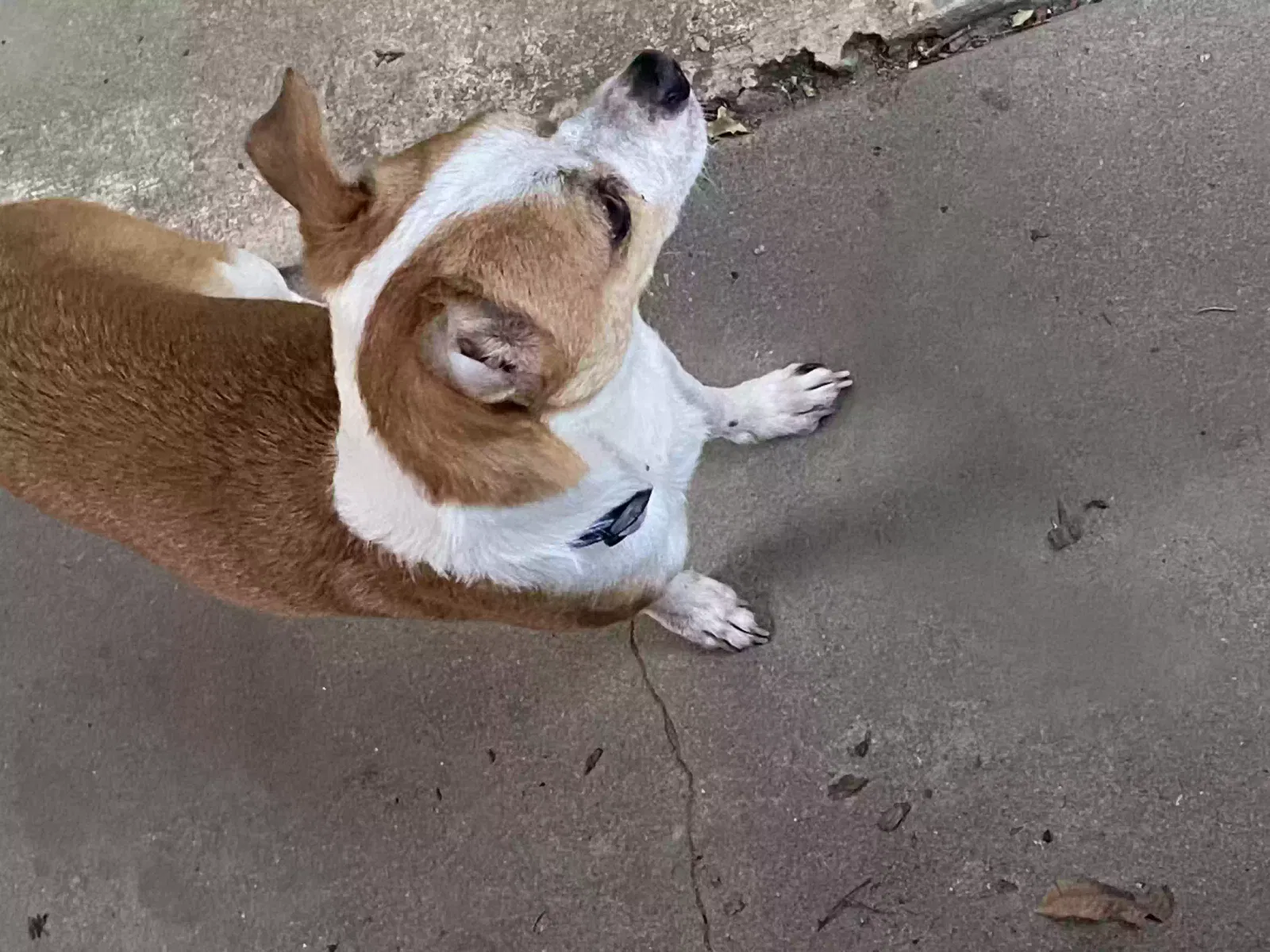 Found dog in Visalia, CA, 93292