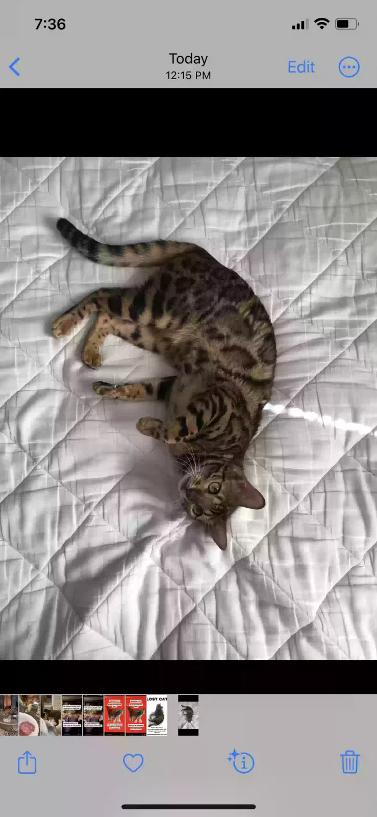Lost cat in Minneapolis, MN, 55413