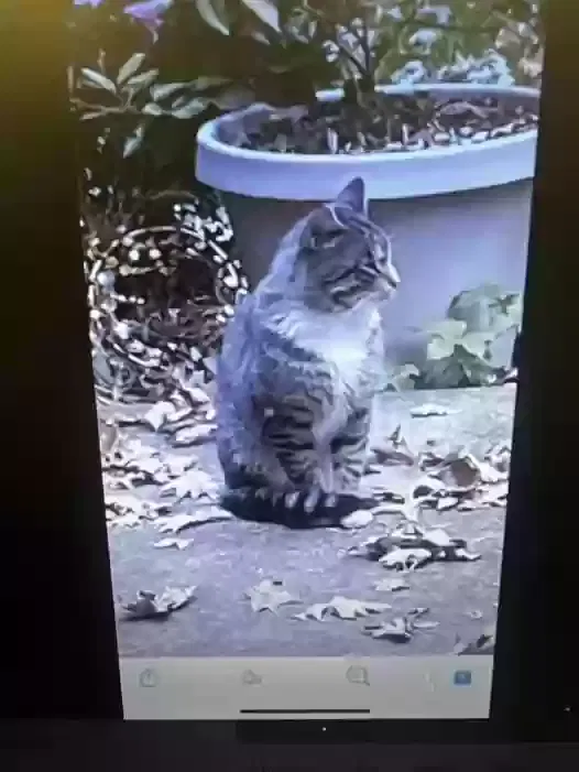 Lost cat in Wauconda, IL, 60084