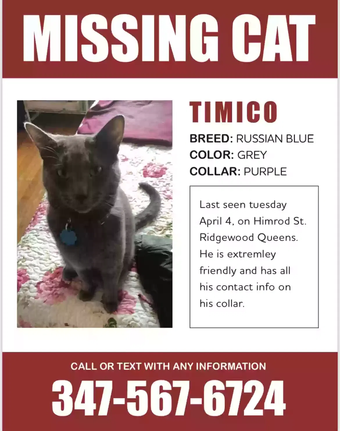 Lost cat in Ridgewood, NY, 11385