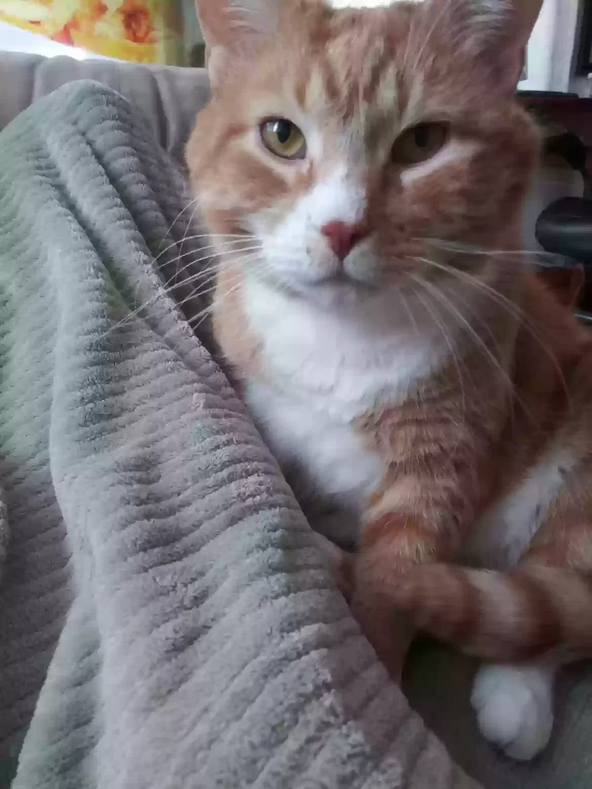 Lost cat in Waukesha, WI, 53186