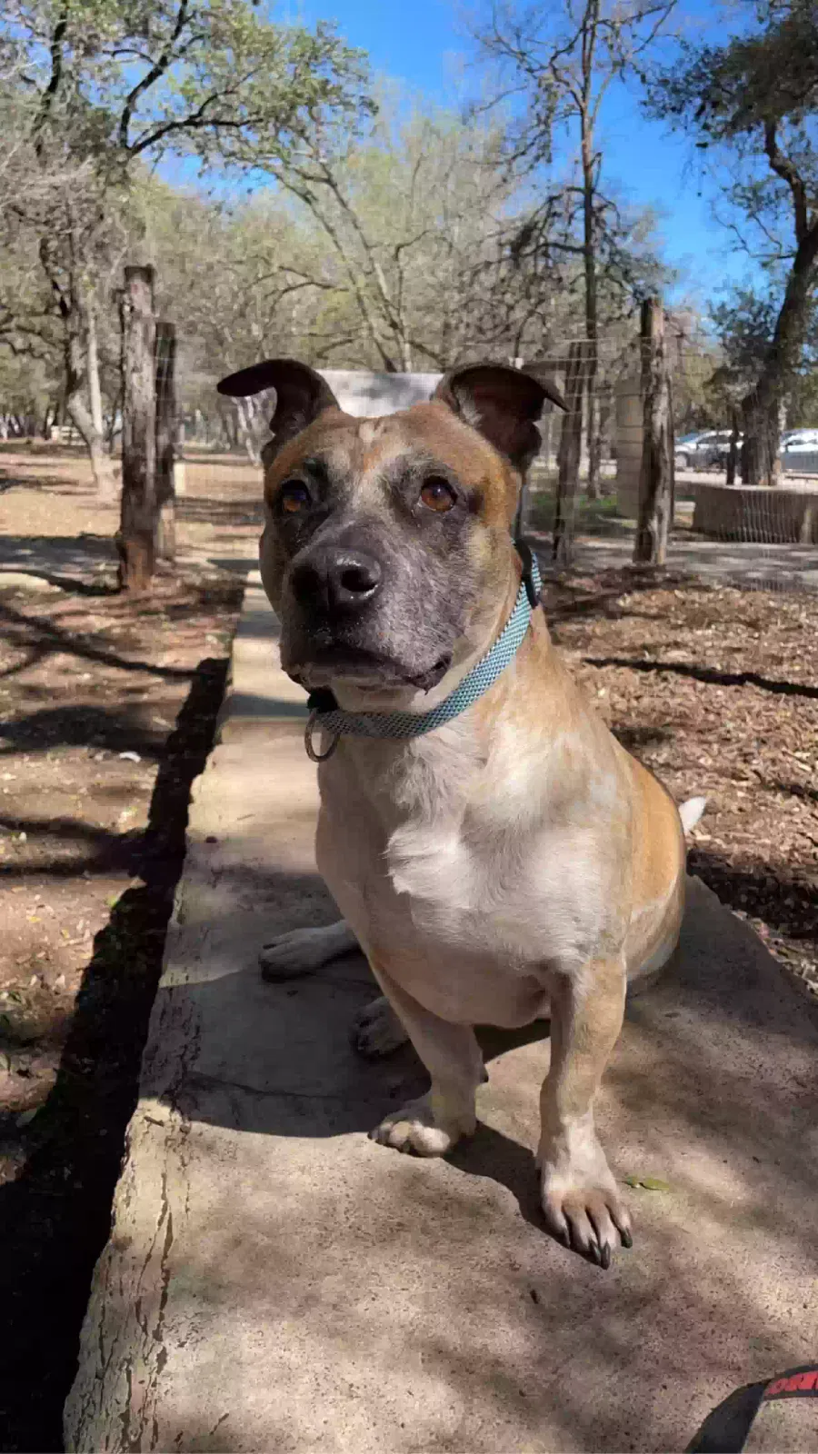 Lost dog in San Antonio, TX, 78227