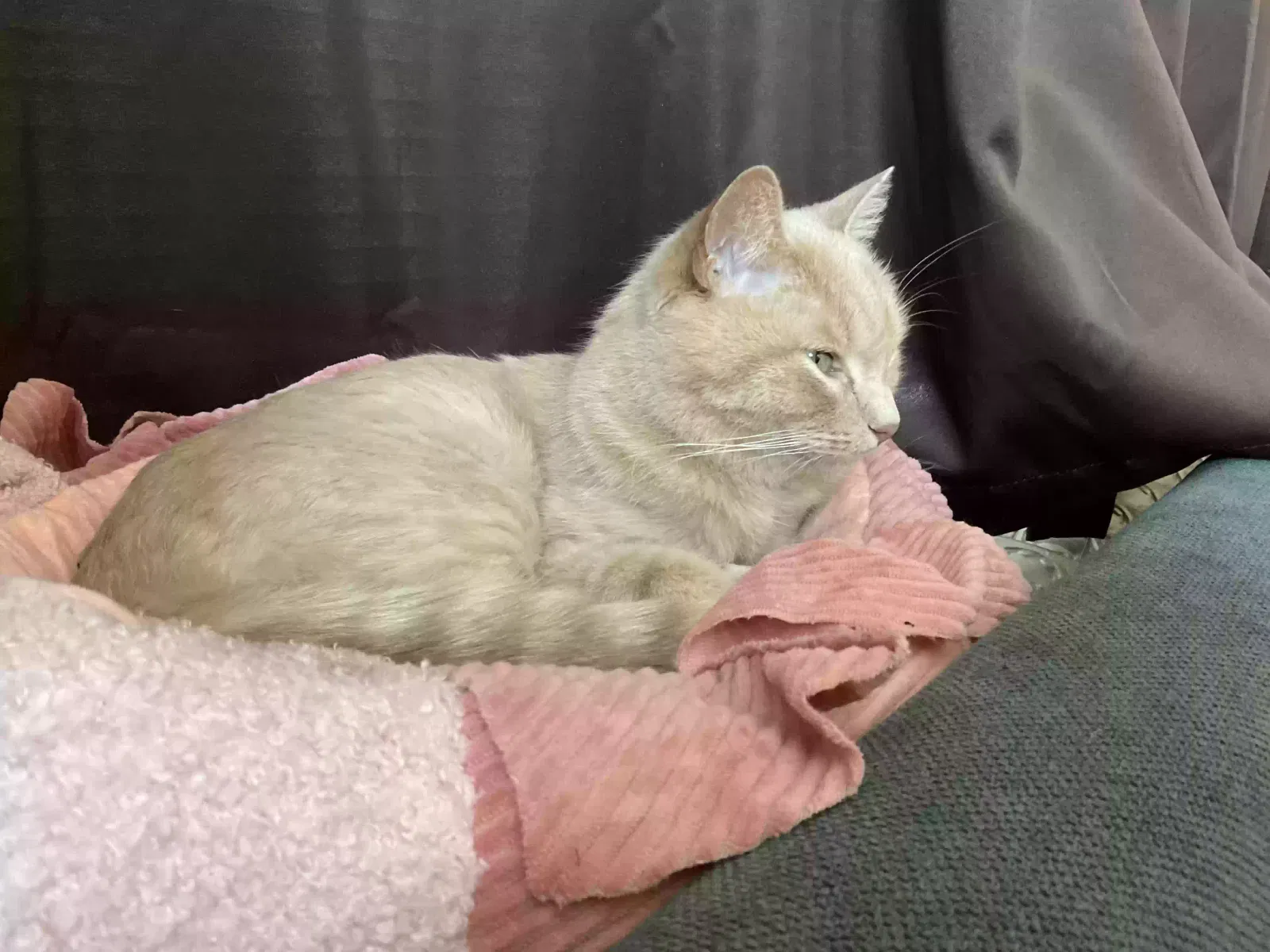 Lost cat in Saint Paul, MN, 55102