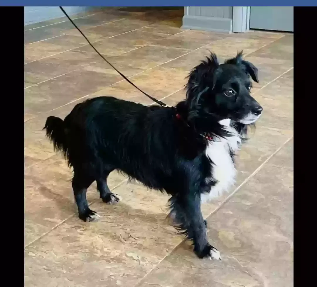 Found dog in Fort Deposit, AL, 36032