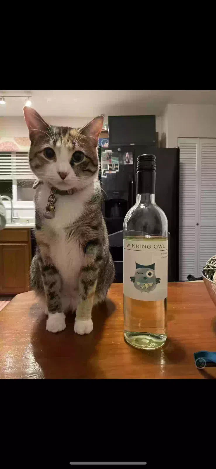 Lost cat in Fenton, MO, 63026