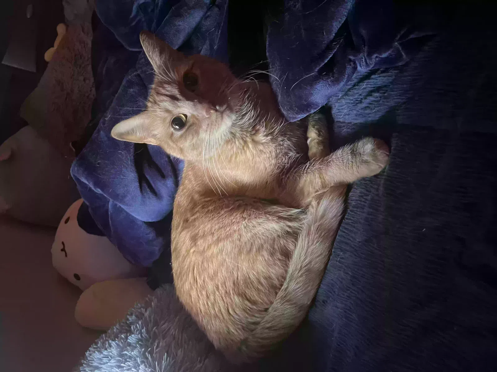 Lost cat in Tacoma, WA, 98444