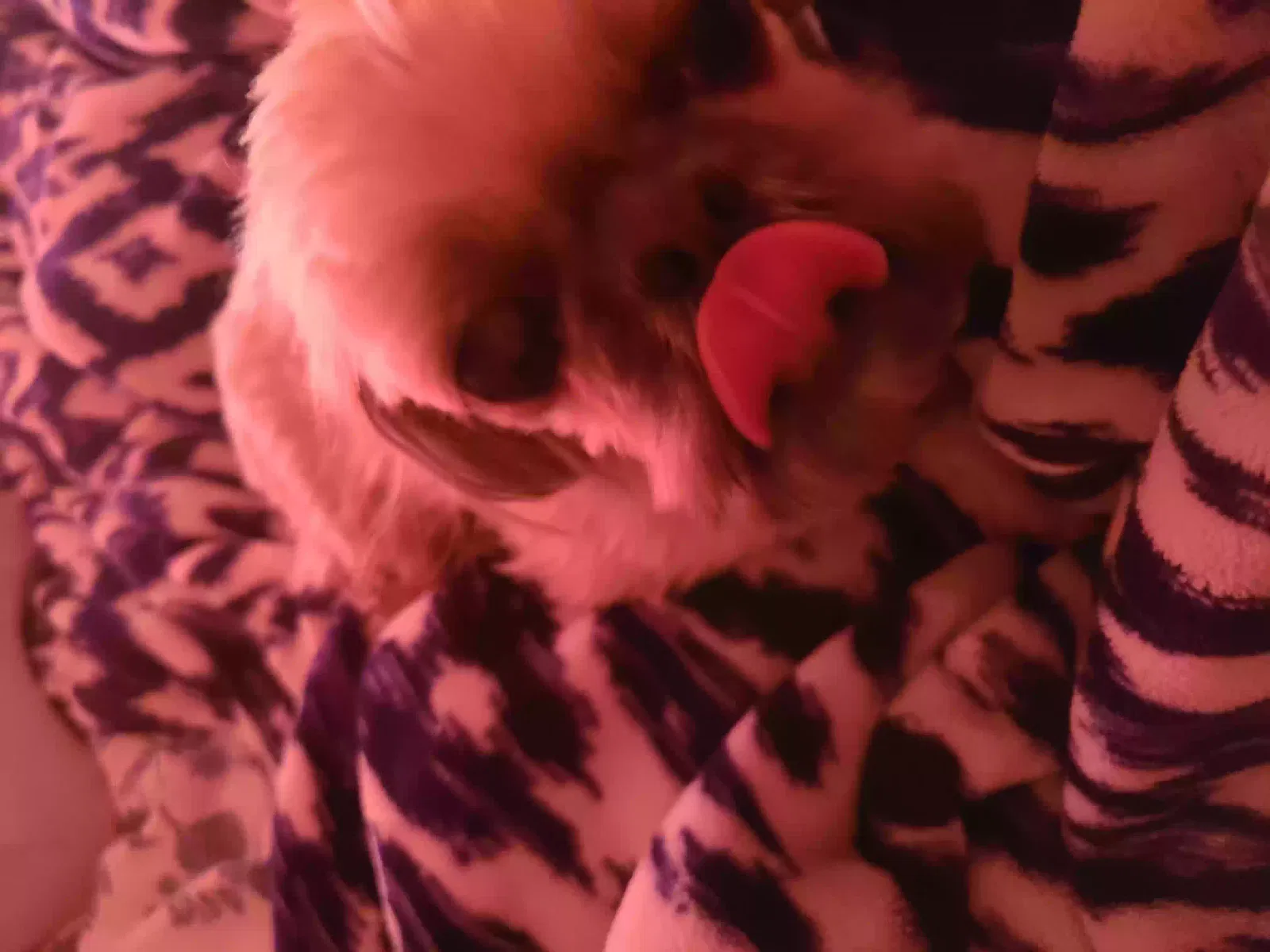 Lost dog in Moreno Valley, CA, 92557