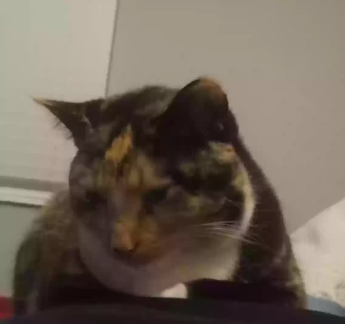 Lost cat in Denver, CO, 80229