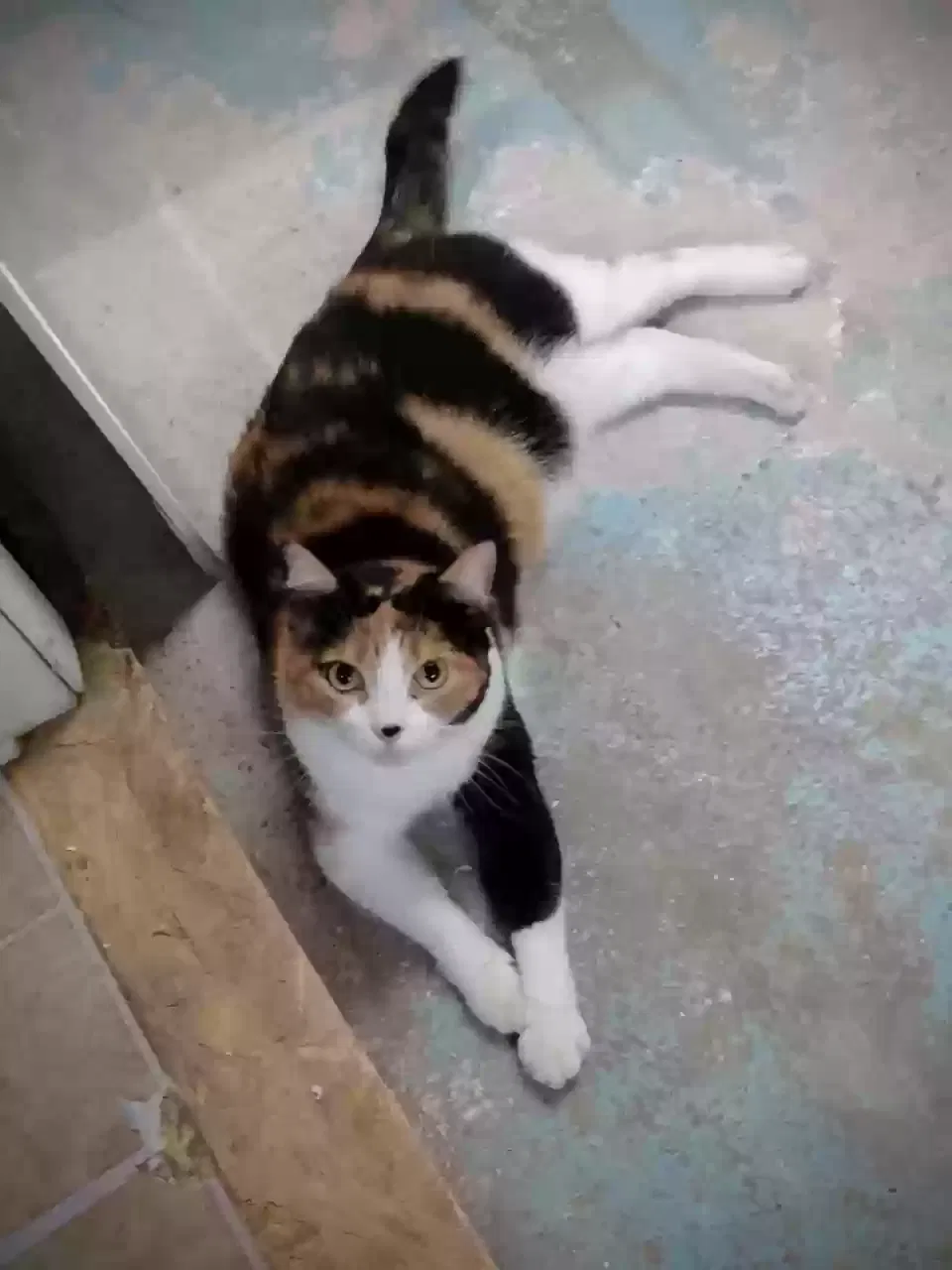 Lost cat in Erlanger, KY, 41018