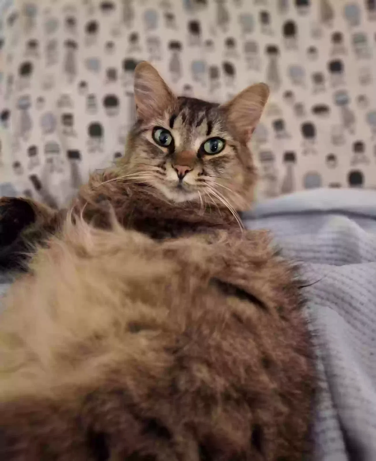 Lost cat in Mesa, AZ, 85213