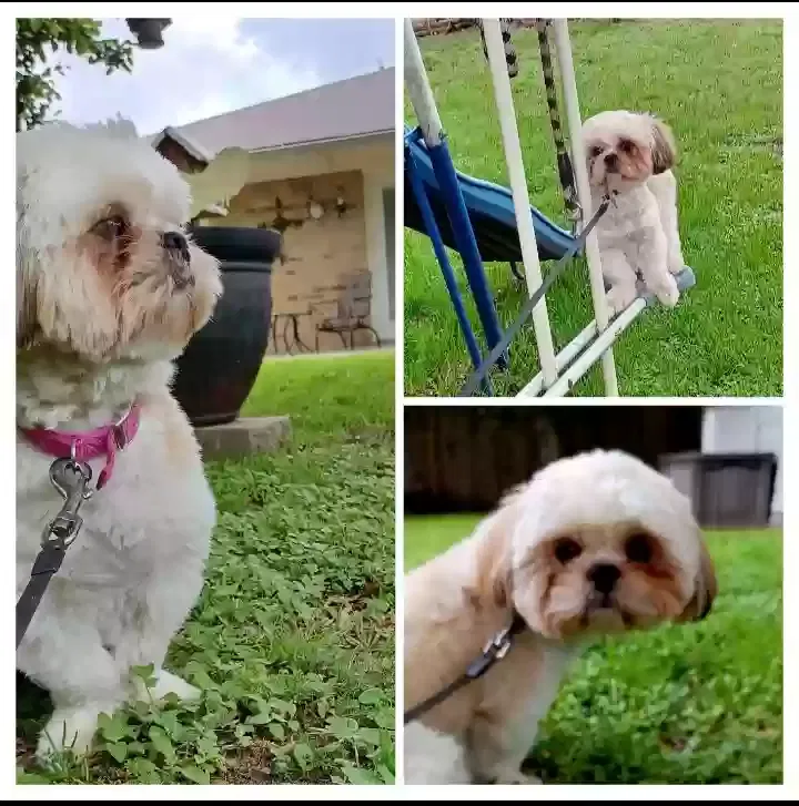 Lost dog in Dallas, TX, 75227