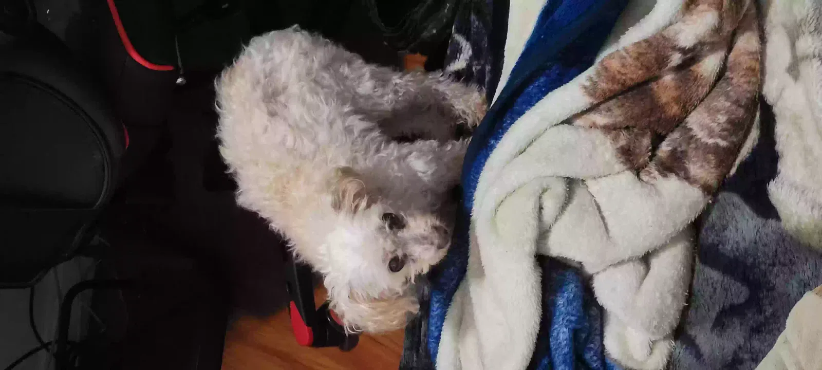 Lost dog in Daly City, CA, 94015