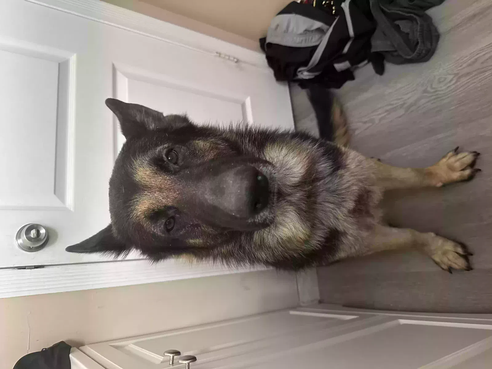 Lost dog in Miami, FL, 33177