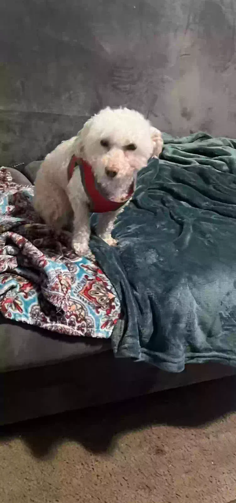 Lost dog in El Sobrante, CA, 94803