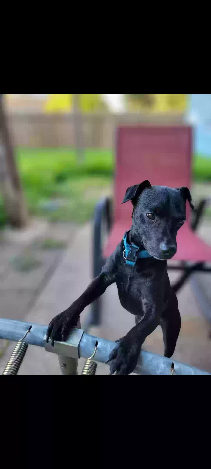 Lost dog in Houston, TX, 77083
