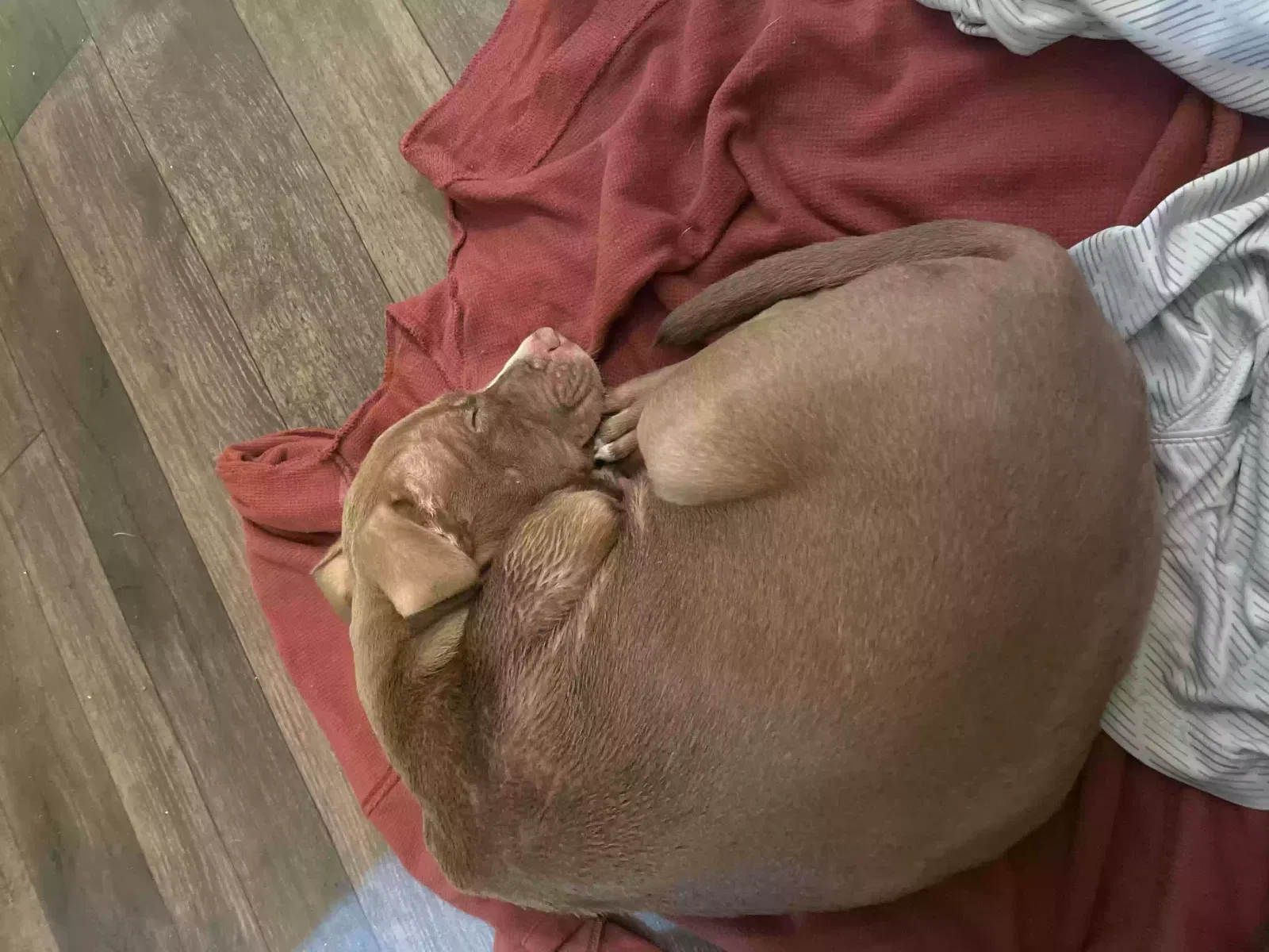 Found dog in Memphis, TN, 38122