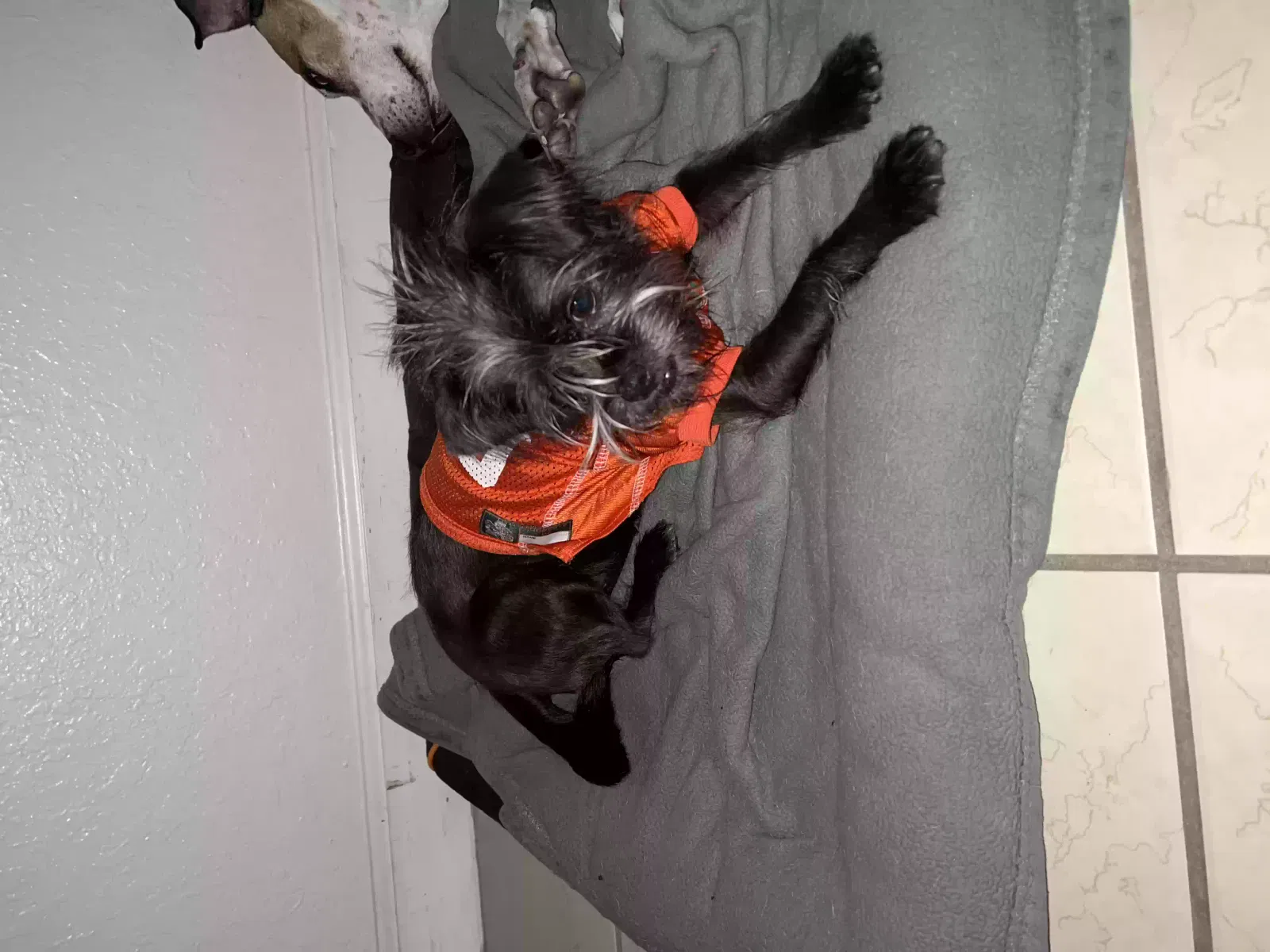 Lost dog in Homestead, FL, 33033