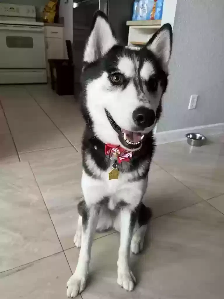 Lost dog in Hollywood, FL, 33025