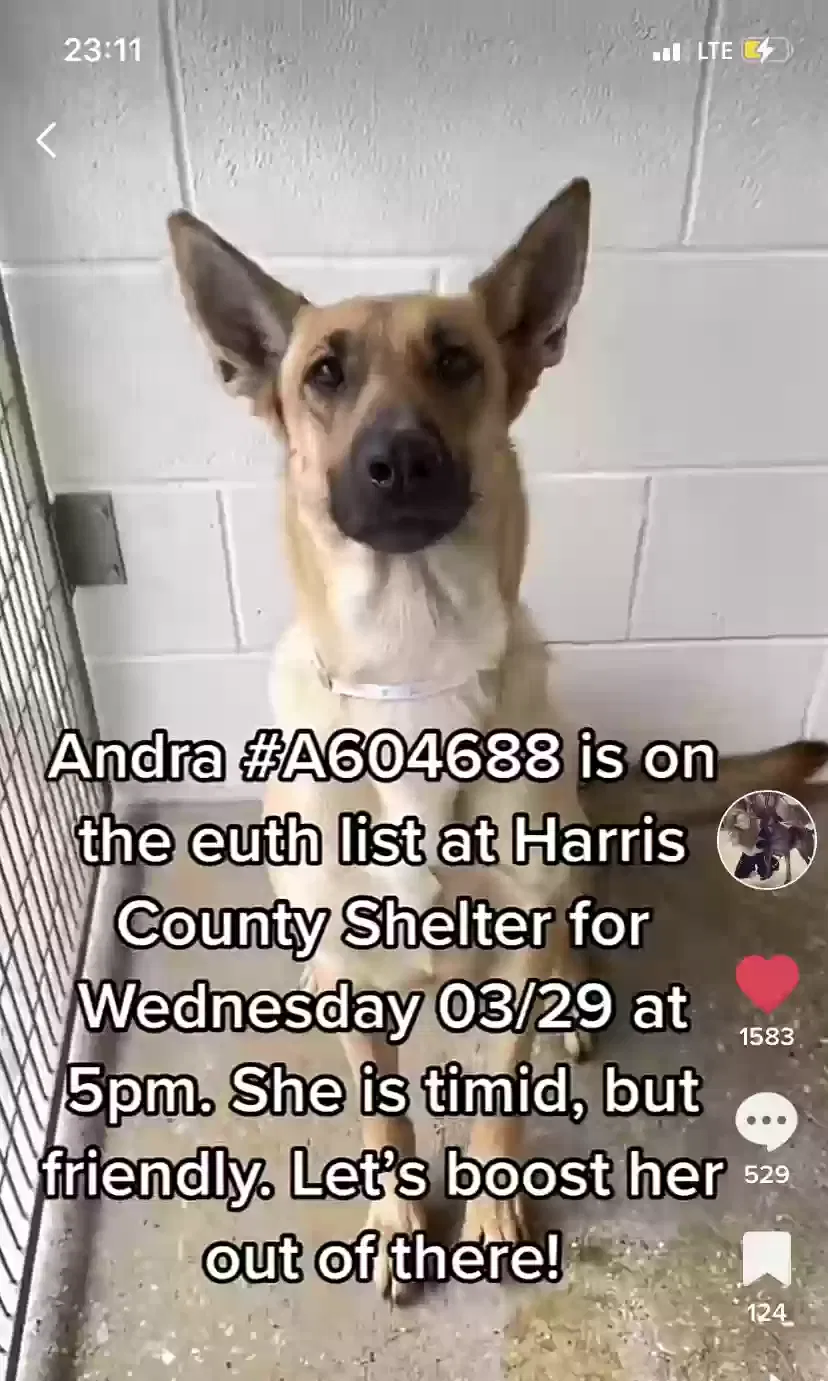 Lost dog in Splendora, TX, 77372