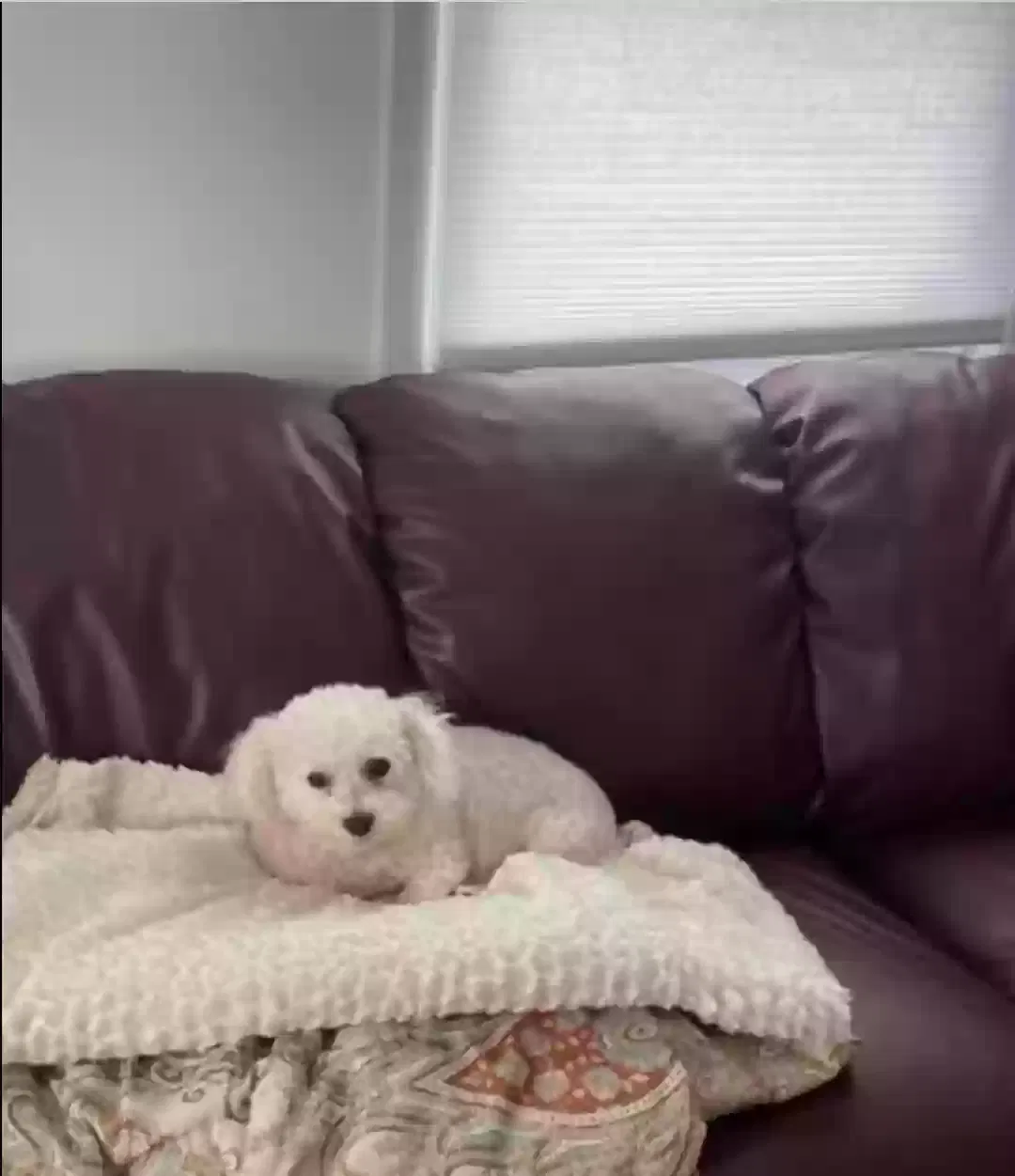 Lost dog in Linden, NJ, 7036