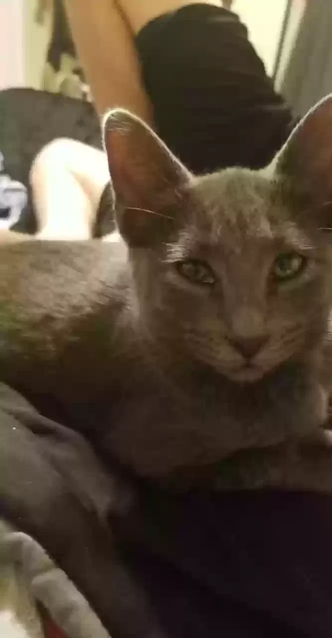 Lost cat in Plano, TX, 75023